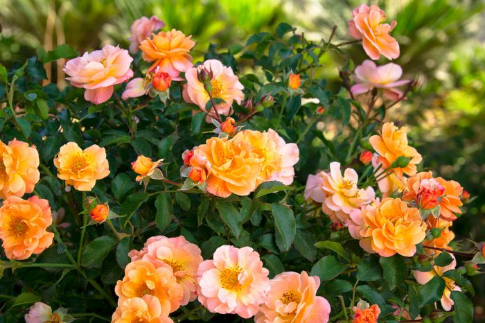 Cách chăm sóc hoa hồng trong vườn