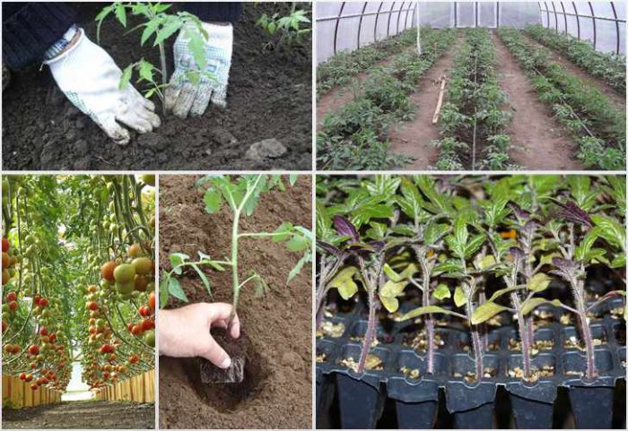 Bir serada domates nasıl ekilir