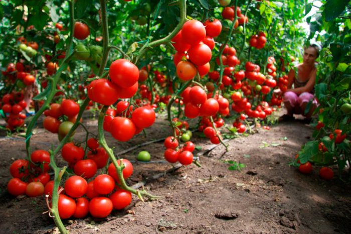 Cara menanam tomato di rumah hijau