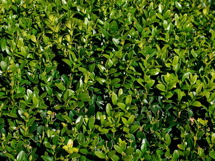 Boxwood evergreen (Buxus sempervirens)