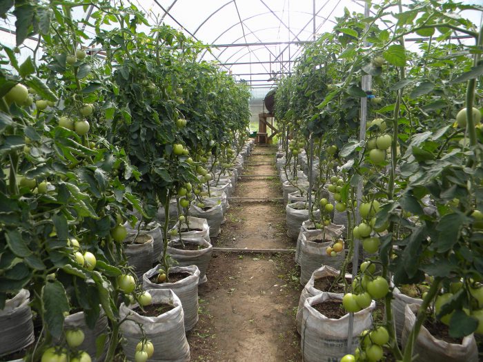 Sådan dyrkes tomater i et drivhus