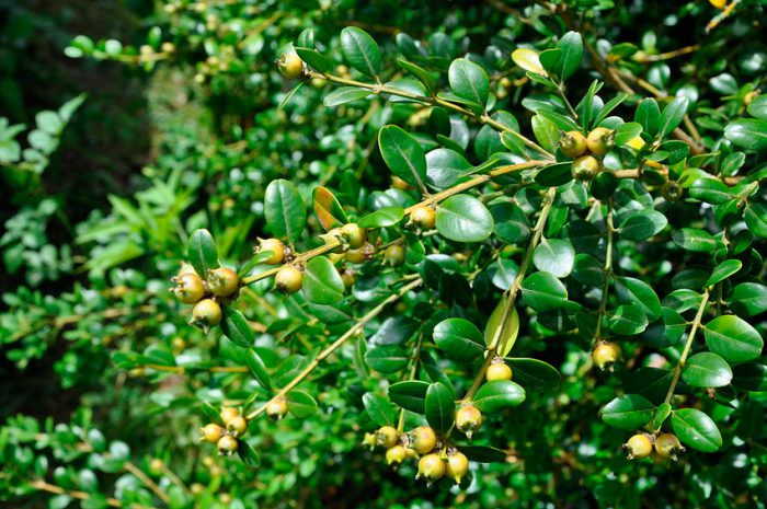 Boxwood Colchis, eller kaukasisk (Buxus colchica)