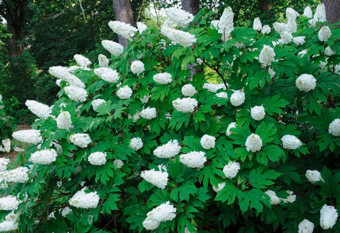 Hydrangea hoja de roble (Hydrangea quercifolia)