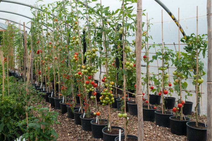 Pomidorai rudenį šiltnamyje