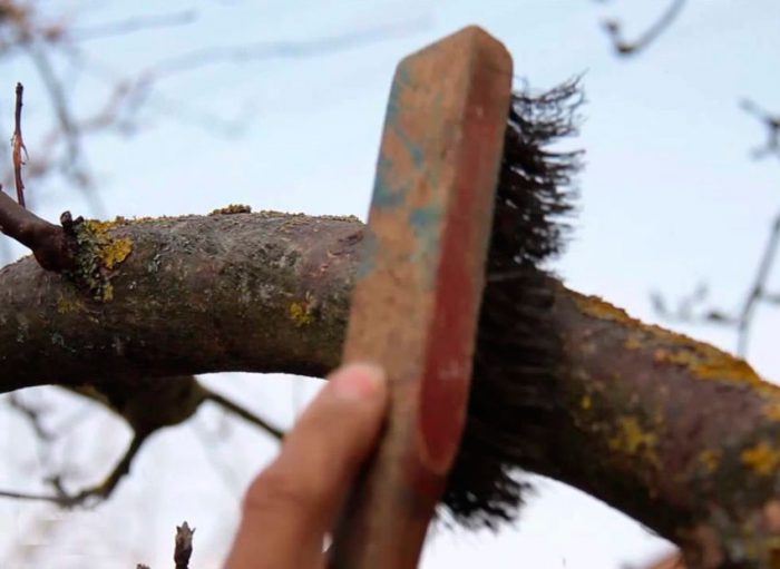 How to whitewash old trees