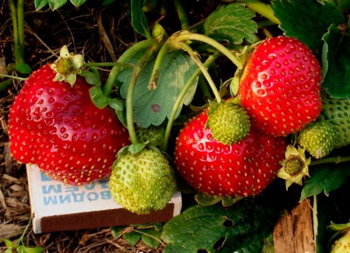 variété de fraises Temptation