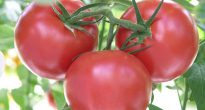 Liste over de bedste tomatsorter