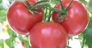En iyi domates çeşitlerinin listesi