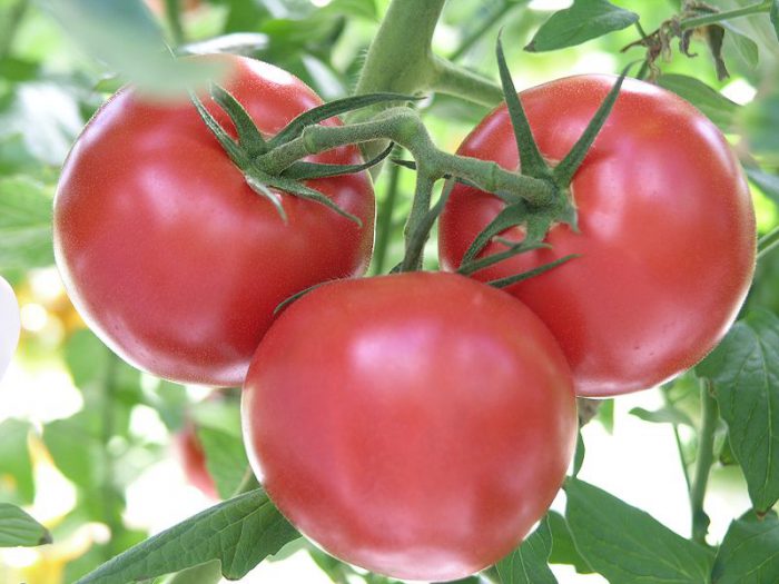 Liste over de beste tomatvariantene