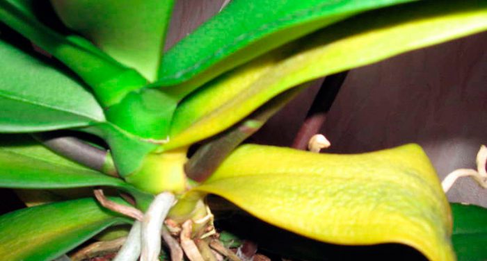 Le foglie dell'orchidea diventano gialle