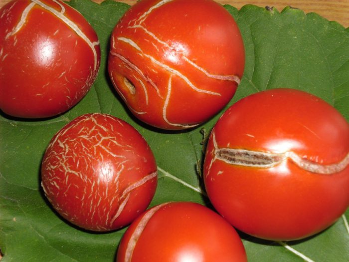 Hvorfor revner tomater?