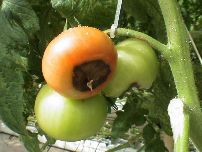 تتحول الطماطم إلى اللون الأسود في الدفيئة