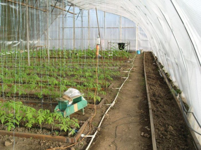גידול עגבניות בחממה