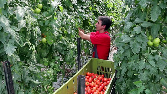 Opsamling og opbevaring af tomater