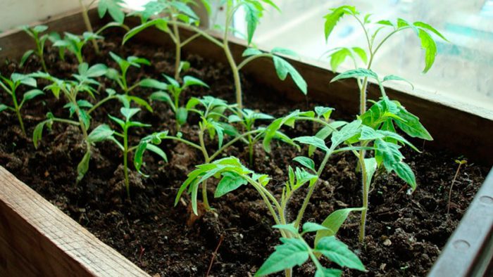 Засяване на доматени семена за разсад