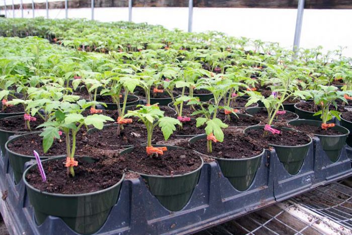 Plantació de plàntules de tomàquet en hivernacle
