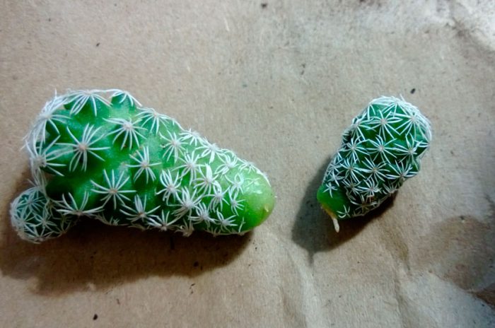 Reproductie van cactussen