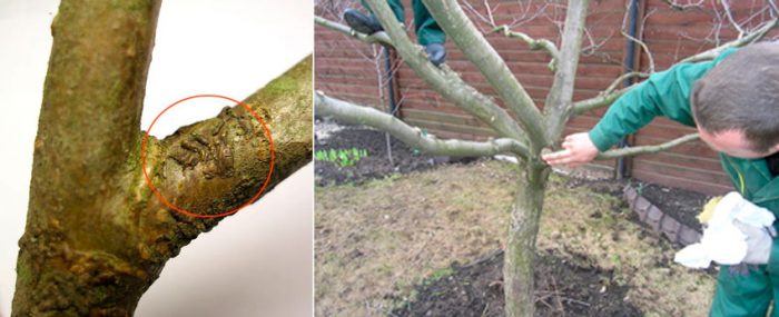 How to process apple trees in the spring