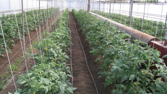 Kuinka on aika siirtää tomaatteja kasvihuoneeseen