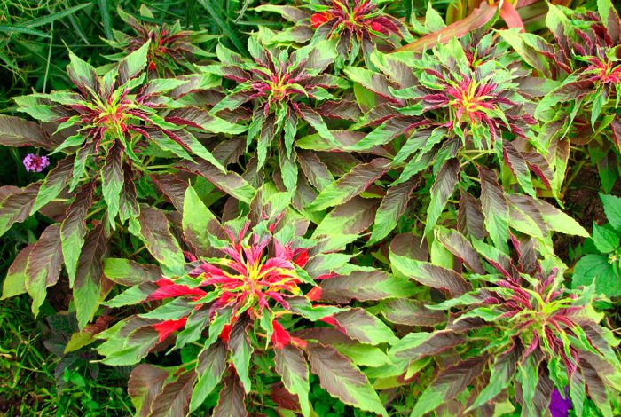 Триъгълник на амарант (Amaranthus tricolor)