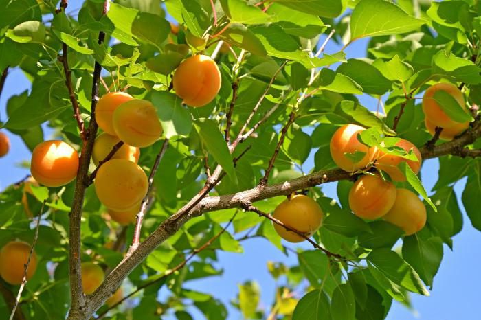 Funksjoner ved beskjæring av aprikos