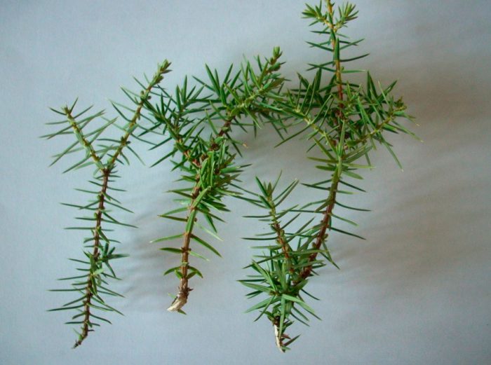 Reproduction of juniper cuttings