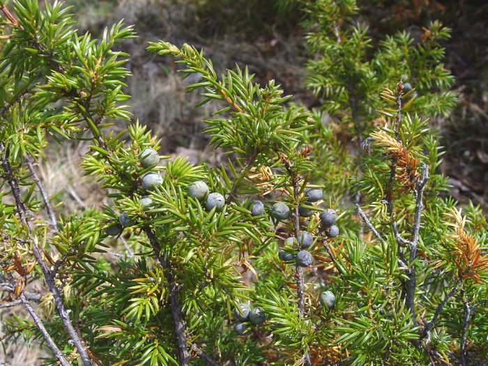 Karaniwang juniper (Juniperus komunis)