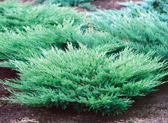 Juniper horizontaal of uitgestrekt (Juniperus horizontalis)