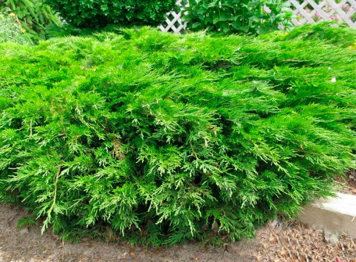 Ginepro cosacco (Juniperus sabina)