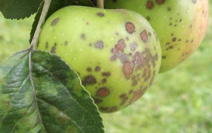 Sygdomme i søjle æbletræer