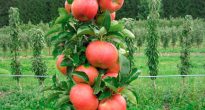 Zuilvormige appelboom
