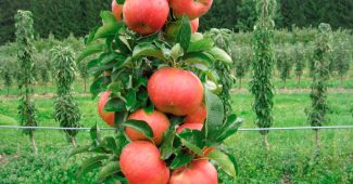 Zuilvormige appelboom
