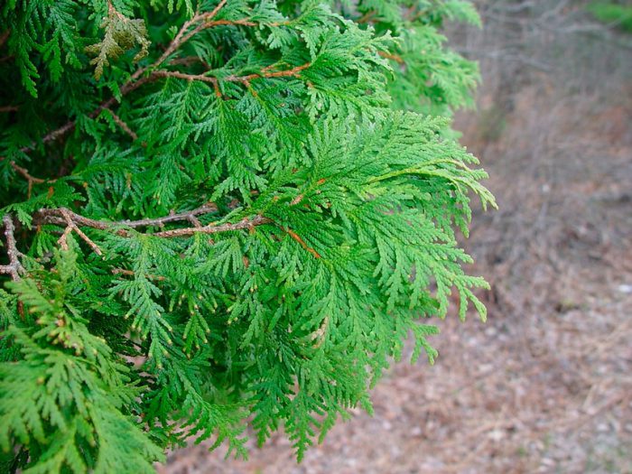 Thuja features