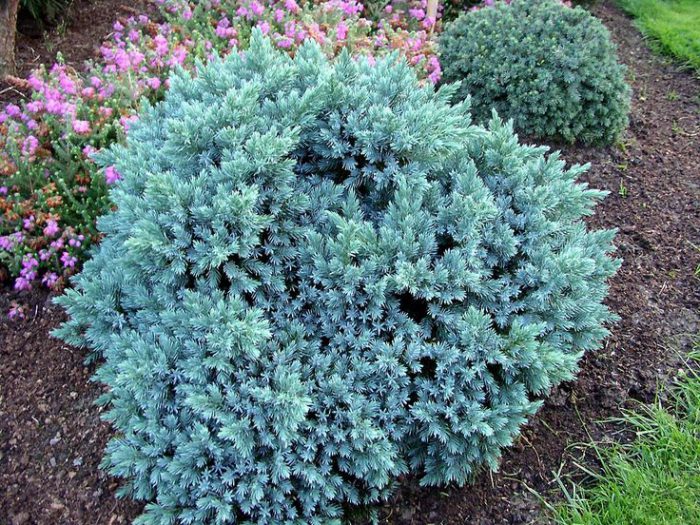 العرعر المتقشر (Juniperus squamata)