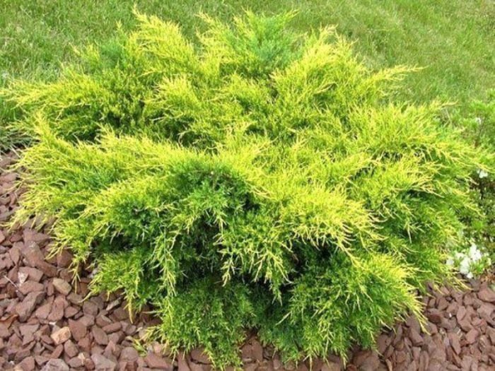 Medio de enebro (Juniperus x media)