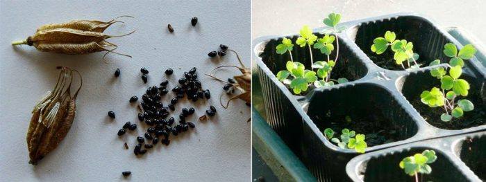 Growing aquilegia from seeds