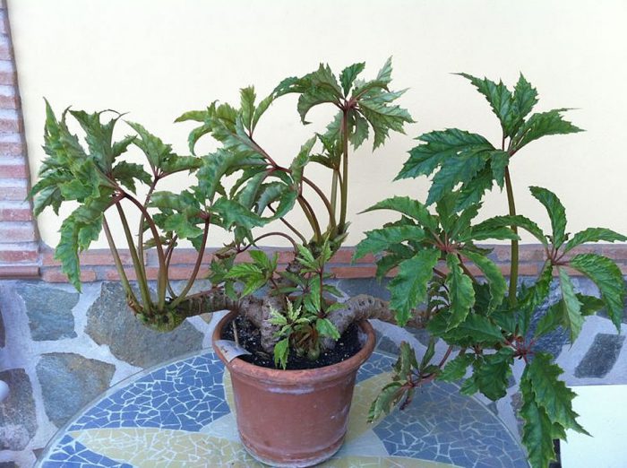 Bégonia carolineifolia