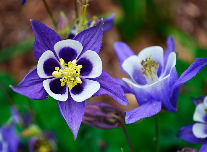 How to care for aquilegia