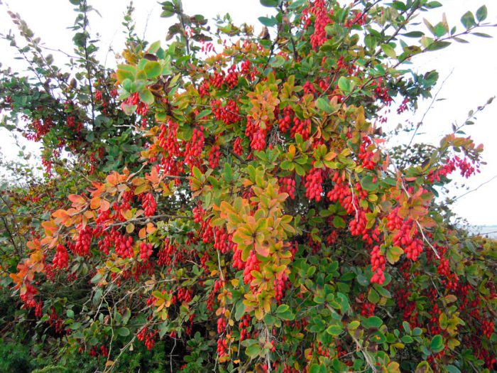 Barberry care