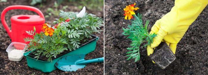 What time to plant seedlings