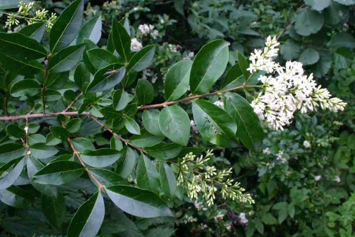 Obilica (Ligustrum vulgare)