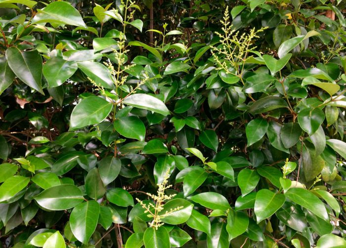 Glanzende liguster (Ligustrum lucidum)