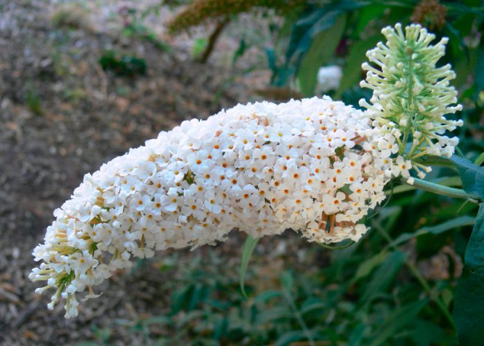 Budleja ดอกไม้สีขาว (Buddleja albiflora)