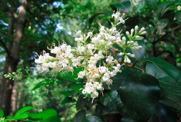 Japansk privet (Ligustrum japonicum)