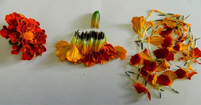 Marigolds nakon cvatnje
