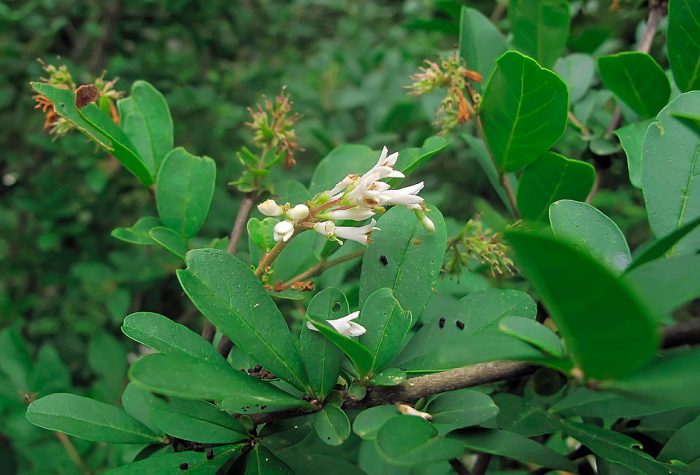 Пищялка (Ligustrum yezoense)