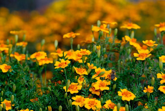 Features of marigolds