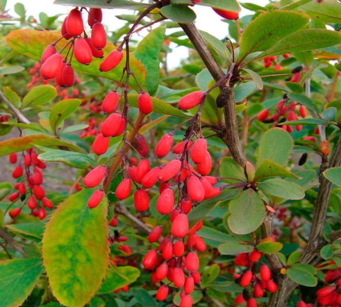 Features of barberry