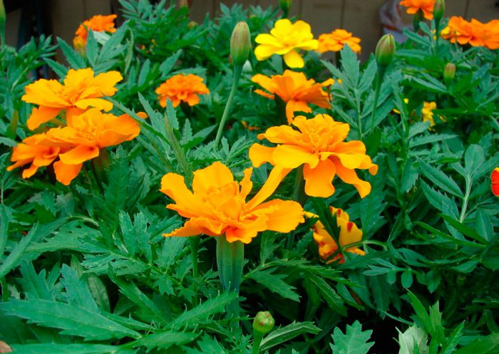 Pystyvä marigolds (Tagetes erecta)