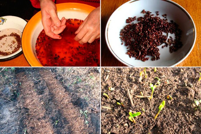 Cultivo de bérberis a partir de sementes